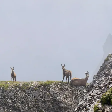 Bergbauernhof-grinzens