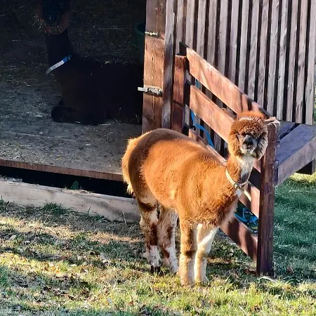 Bergbauernhof-grinzens * Grinzens
