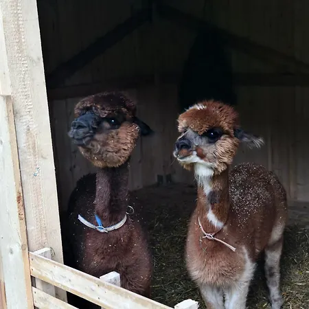 Lägenhet Bergbauernhof-grinzens