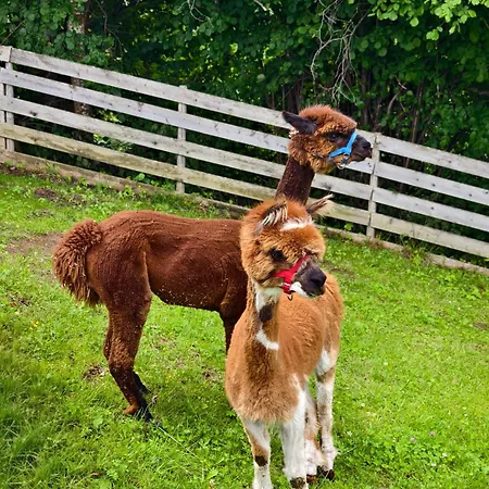 アパート Bergbauernhof-grinzens *